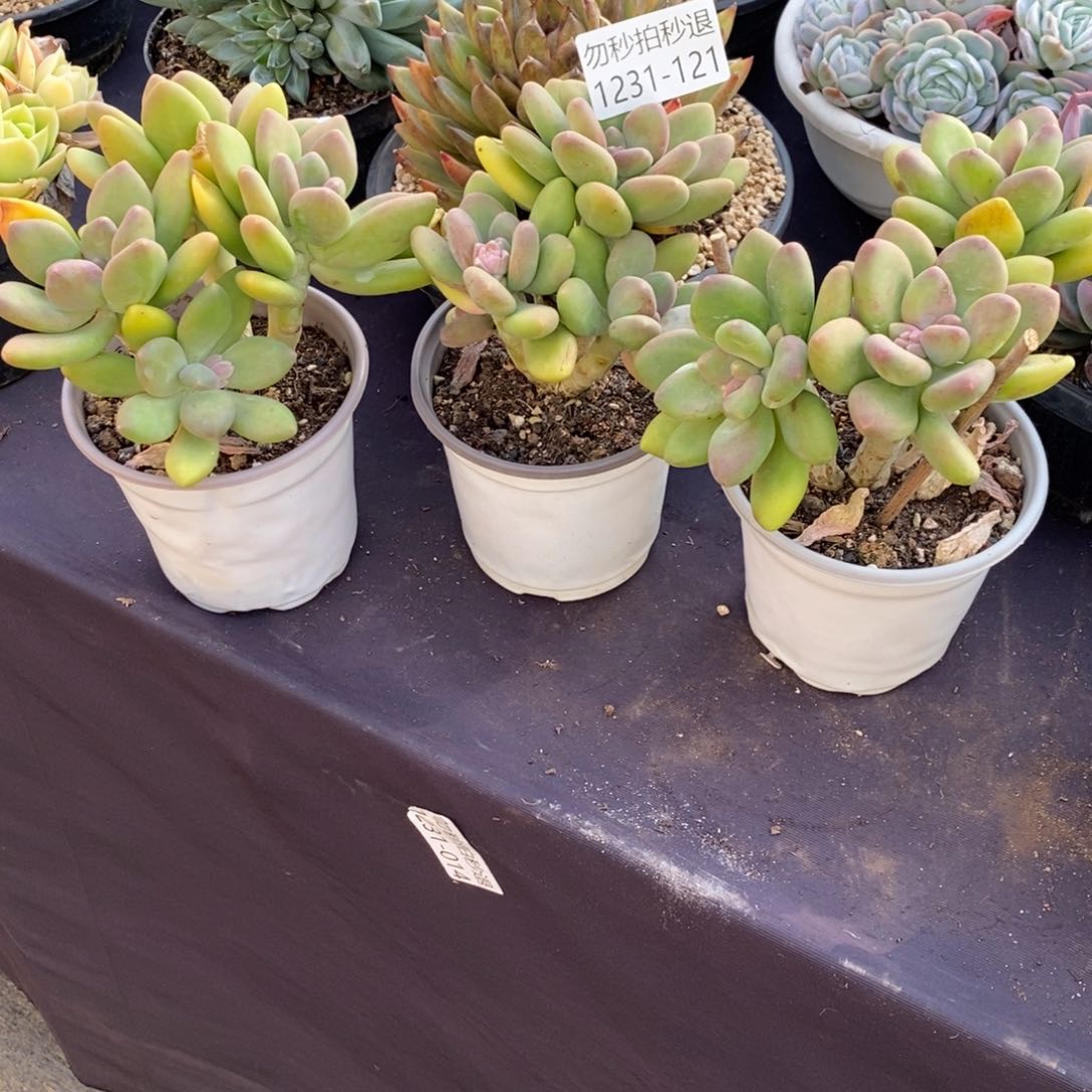 追*?两单包邮1231-121芒果奶