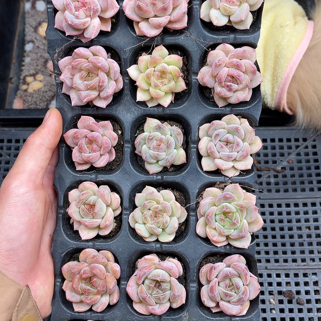 胡****多肉一物一拍23-19