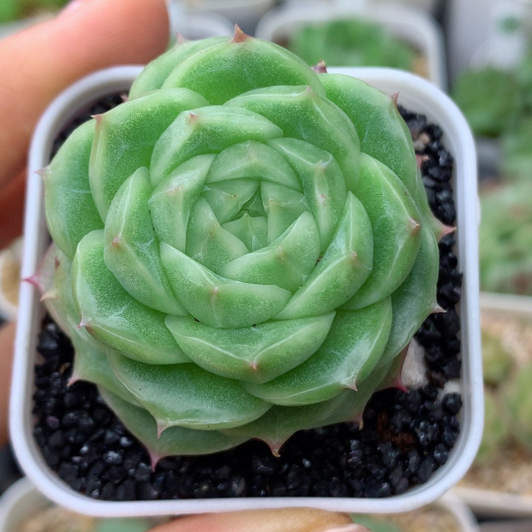 58包邮  群生不包整13