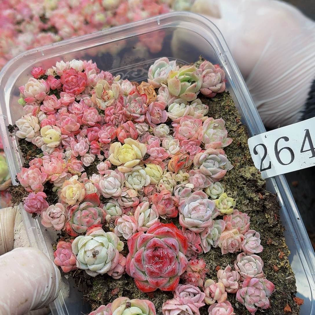 多肉植物多肉植物264