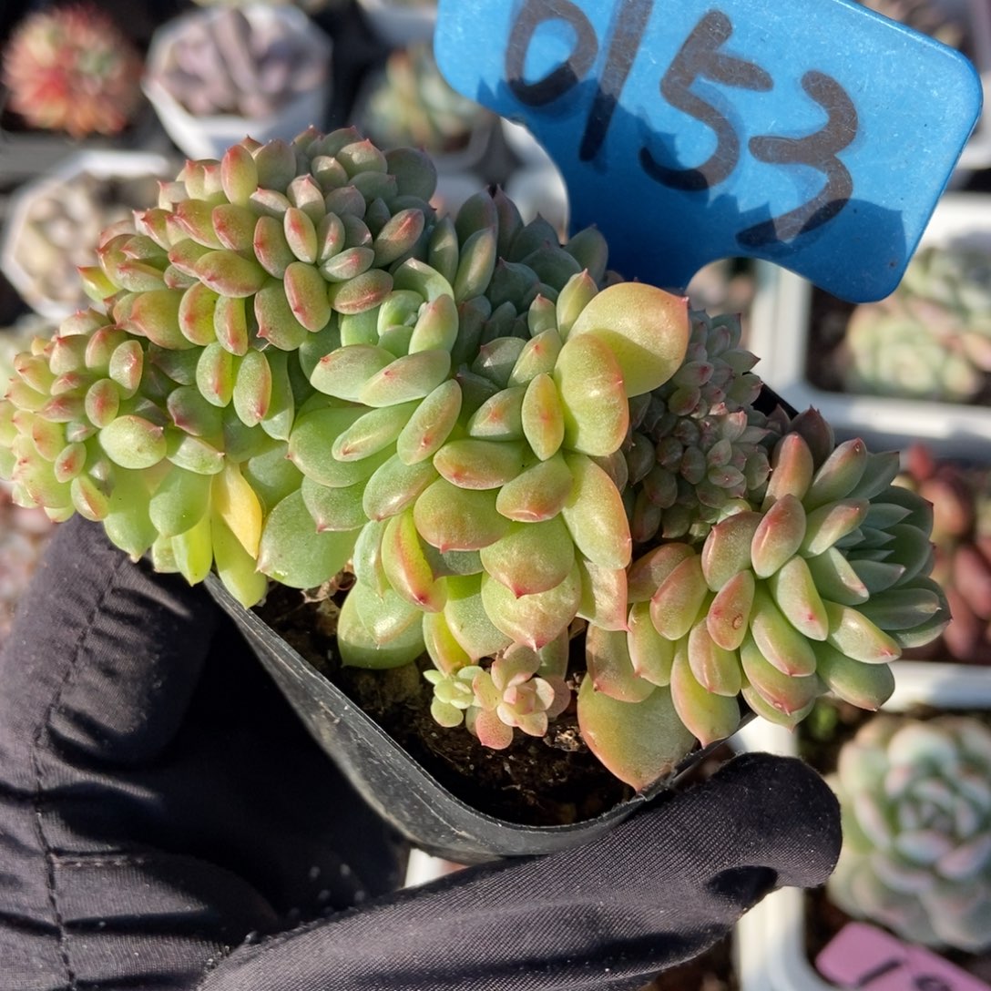 6153冰魄缀多肉植物