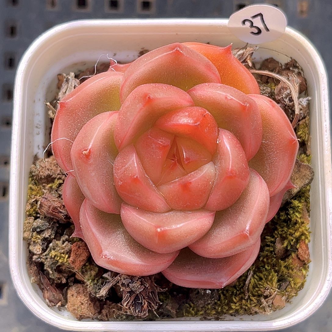 37一物一拍 晴空珍妮