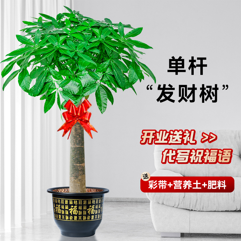 大型绿植发财树客厅大盆栽旺宅好养办公室内乔迁开业送礼招财植物