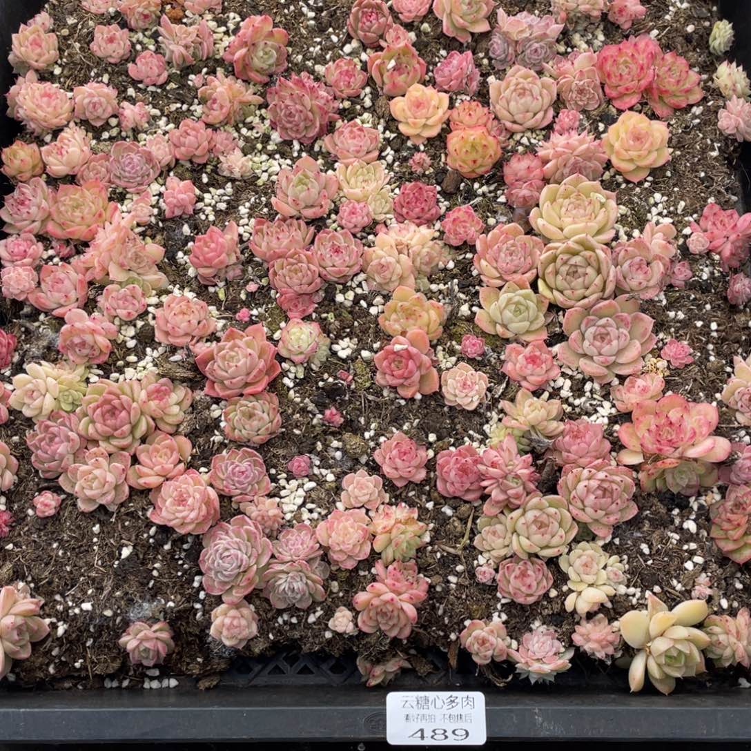 云糖心多肉植物489