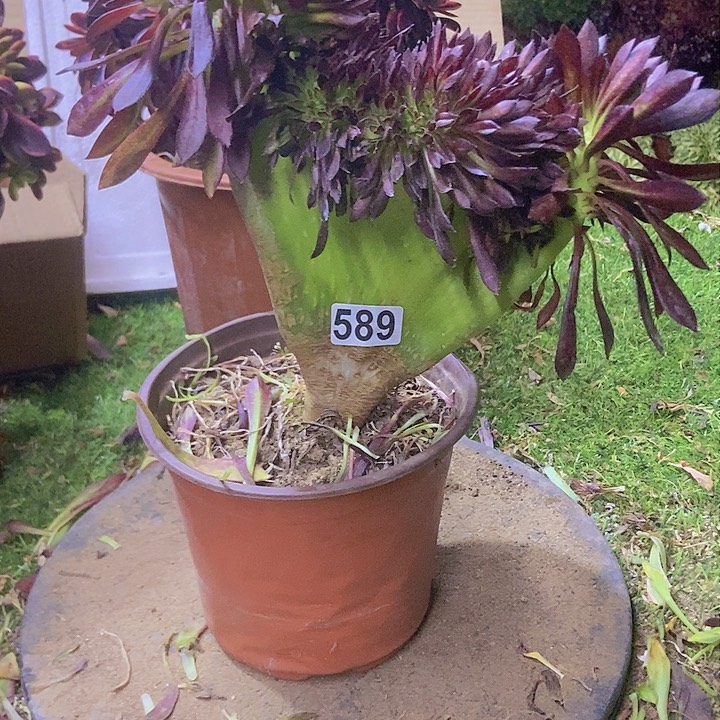 589黑缀化老板子法师