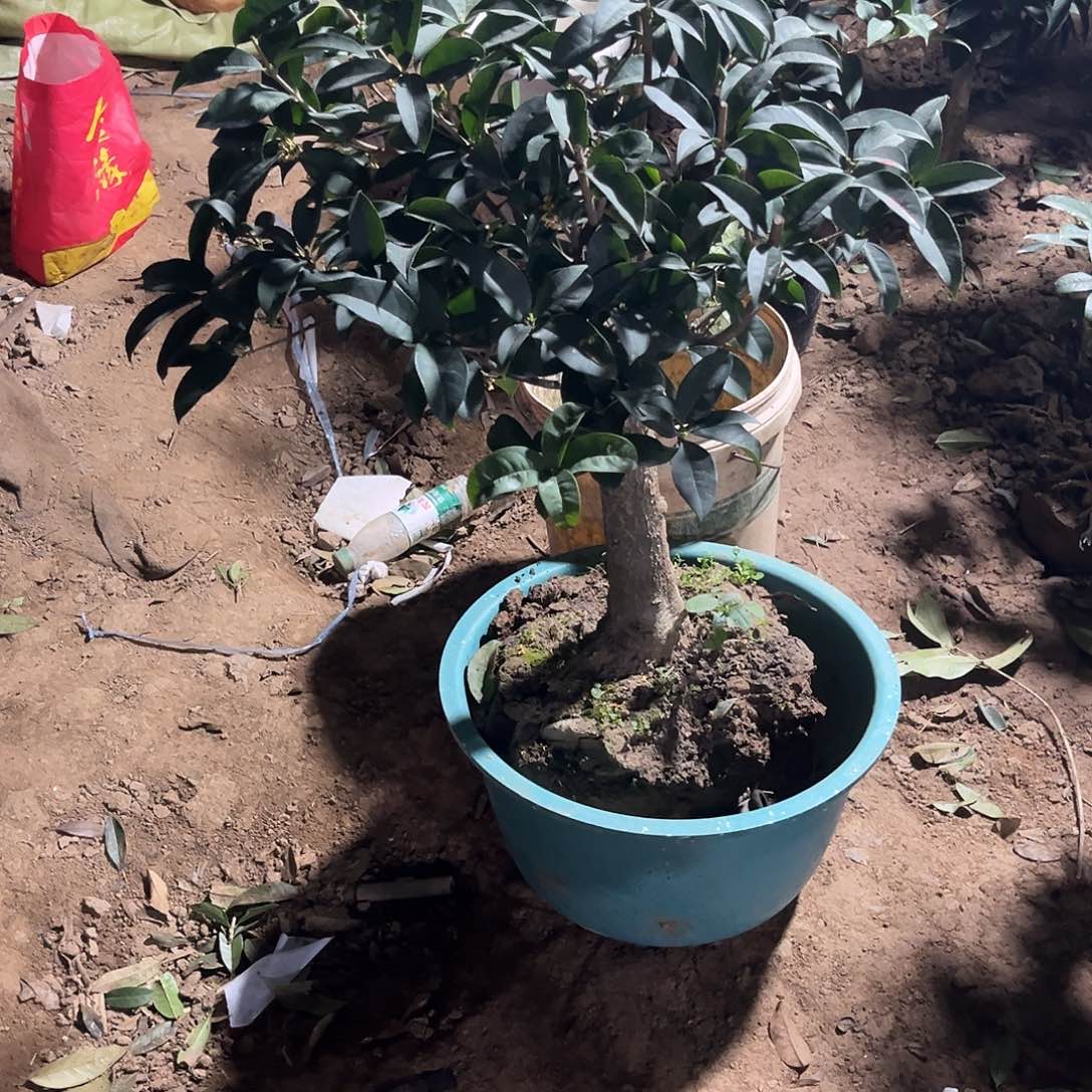 当前无花栽培后可以开花清*悦