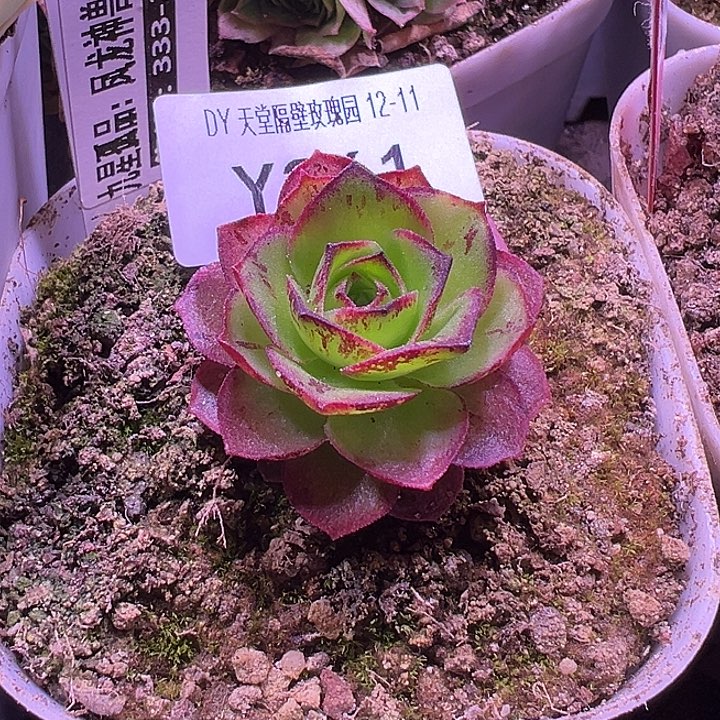 杨361 凤龙神兽2代