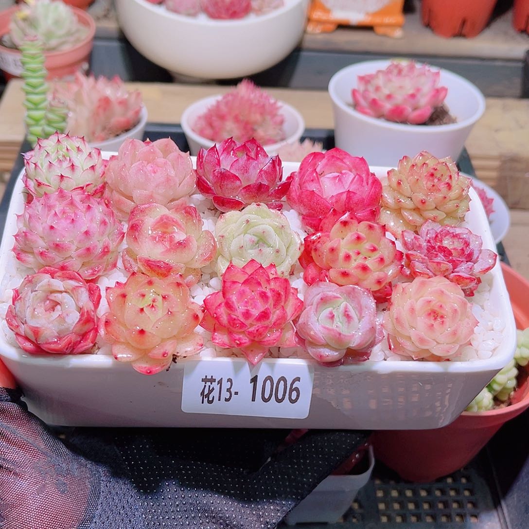 花利美13-1006拼盘含盆土铺面镊子分开发