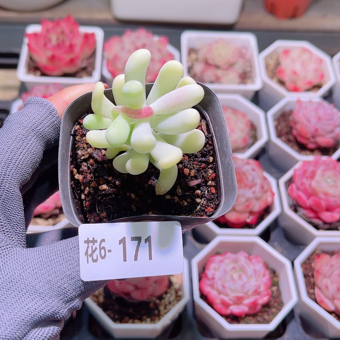 花06-171香蕉美人