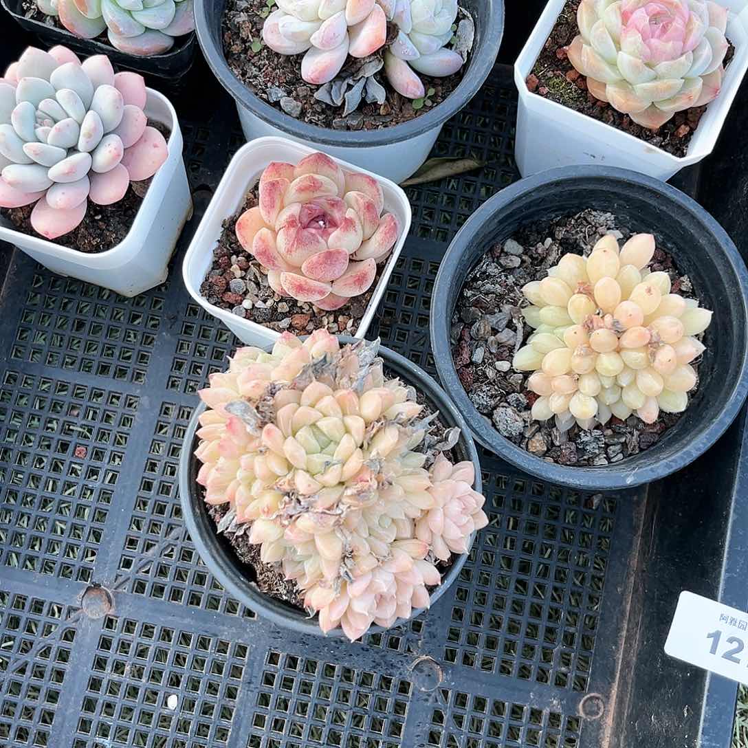 阿雅园艺。        脱土发货125