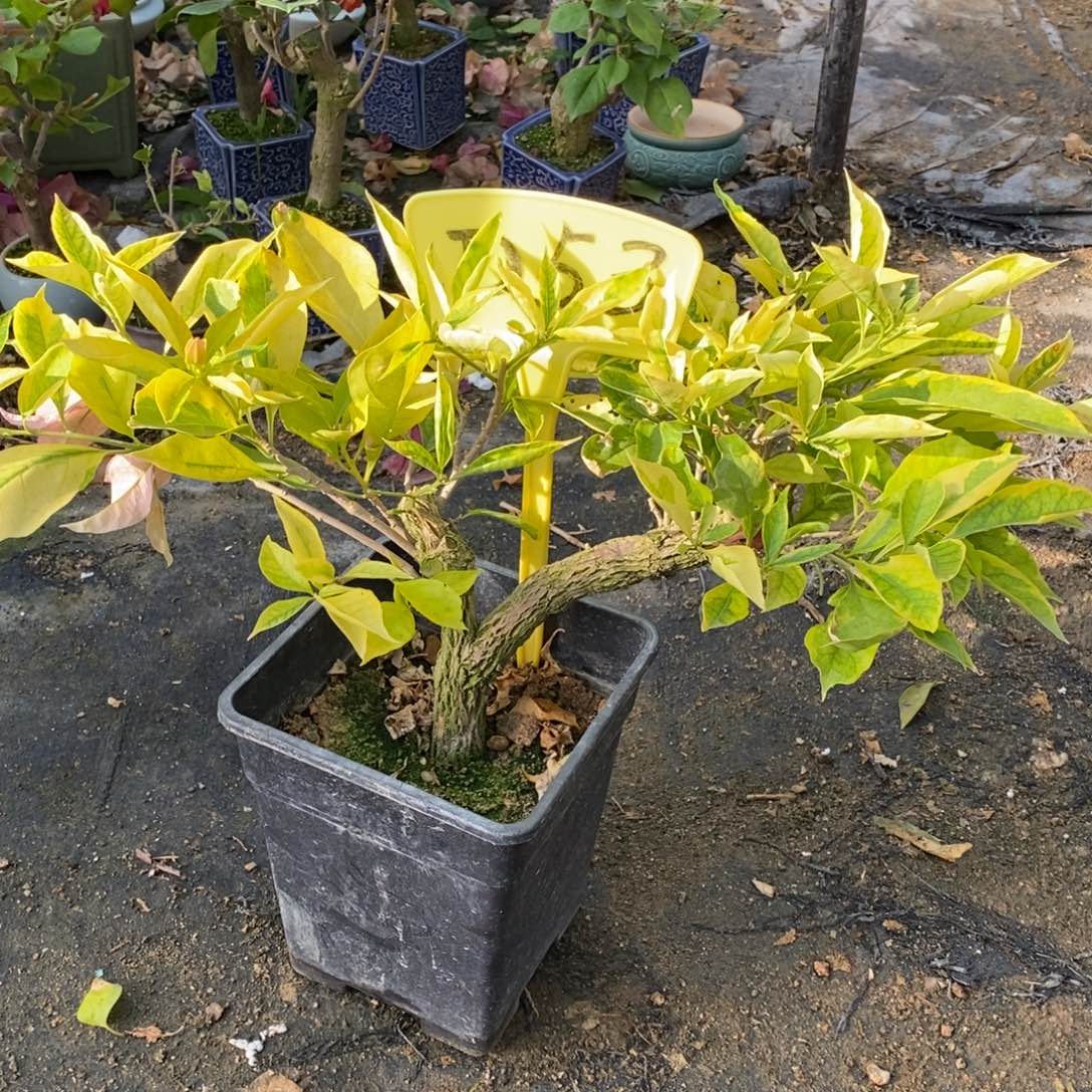 无花朵三角梅金边新粉D53