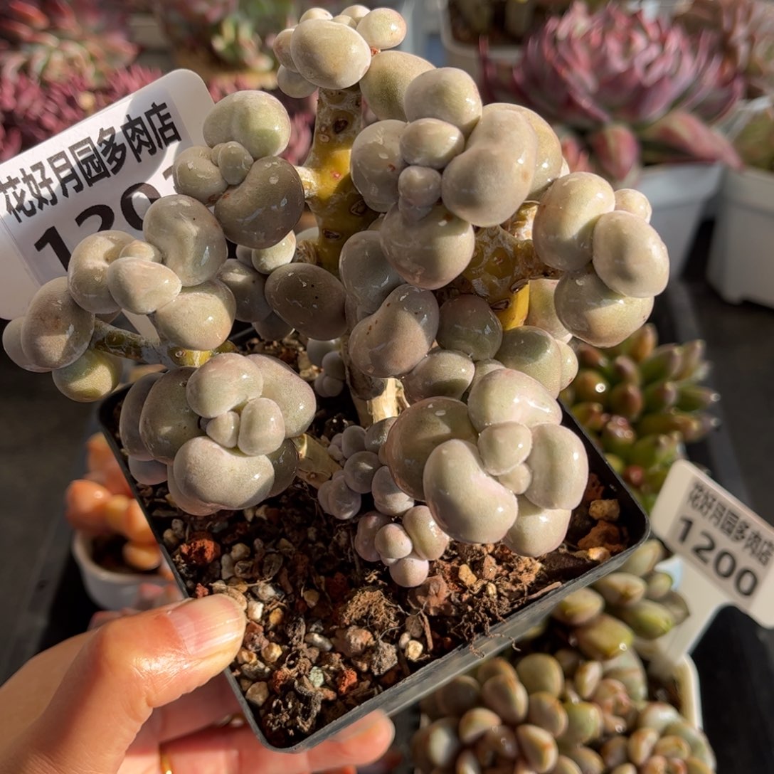 1203 天冷必拍保温箱