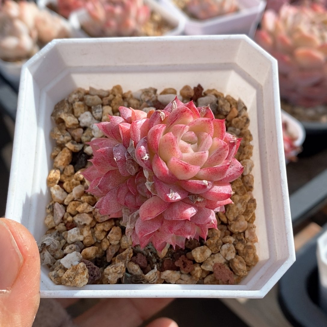 精品多肉一物一拍84