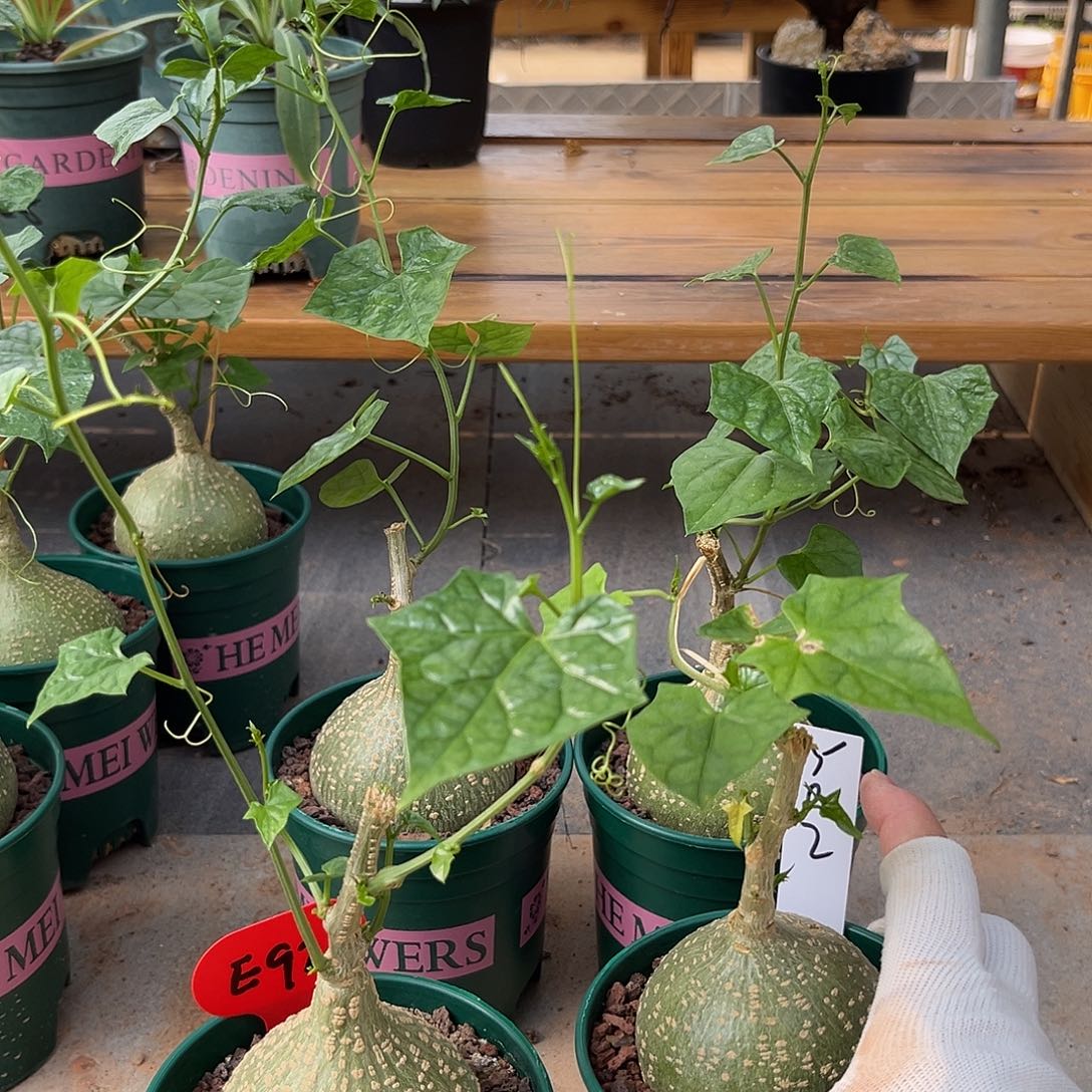 T***a汤圆植物Y02睡布袋