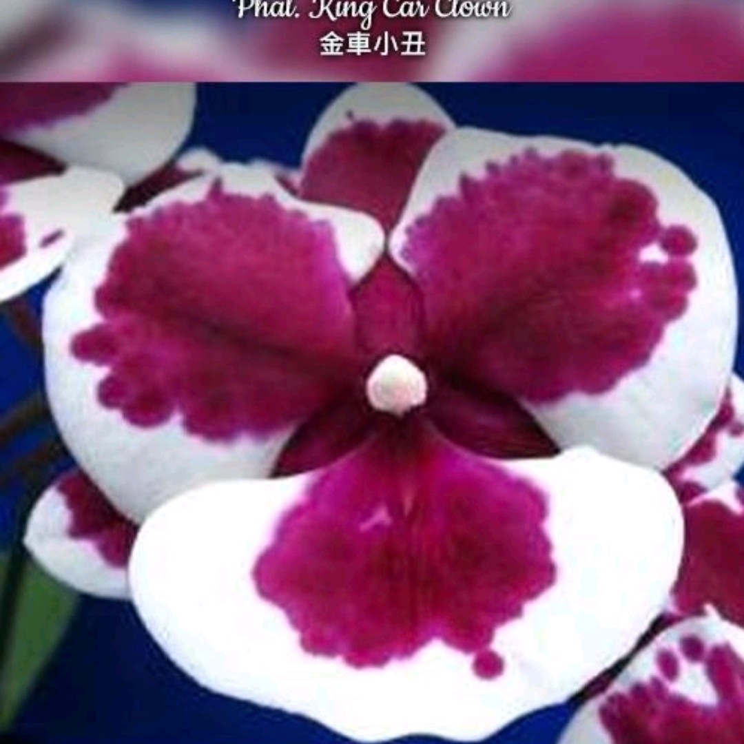 金車小丑   苗金車小丑   苗