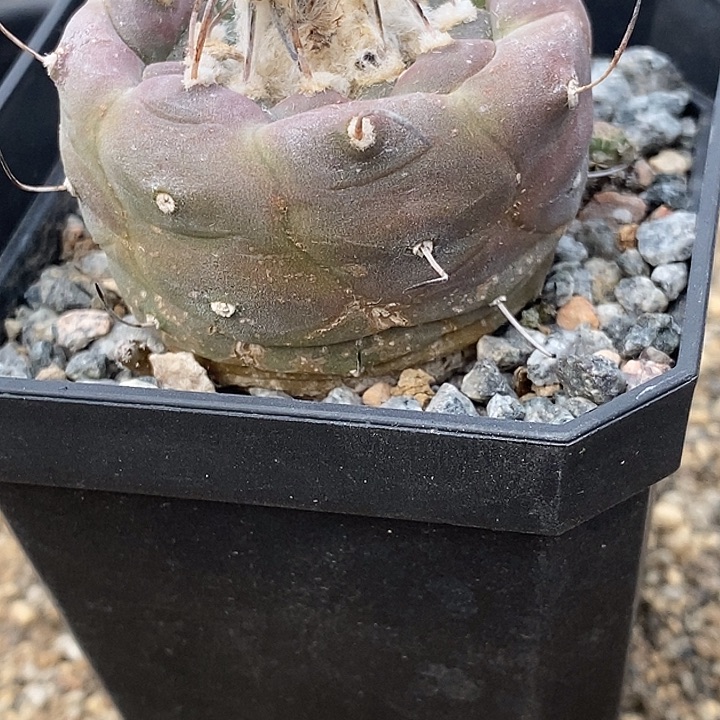 酒杯冬云一个4.5冠幅