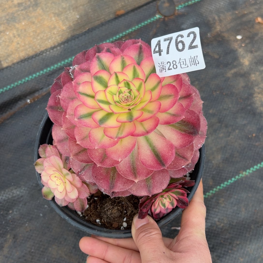 多肉植物4762荔枝