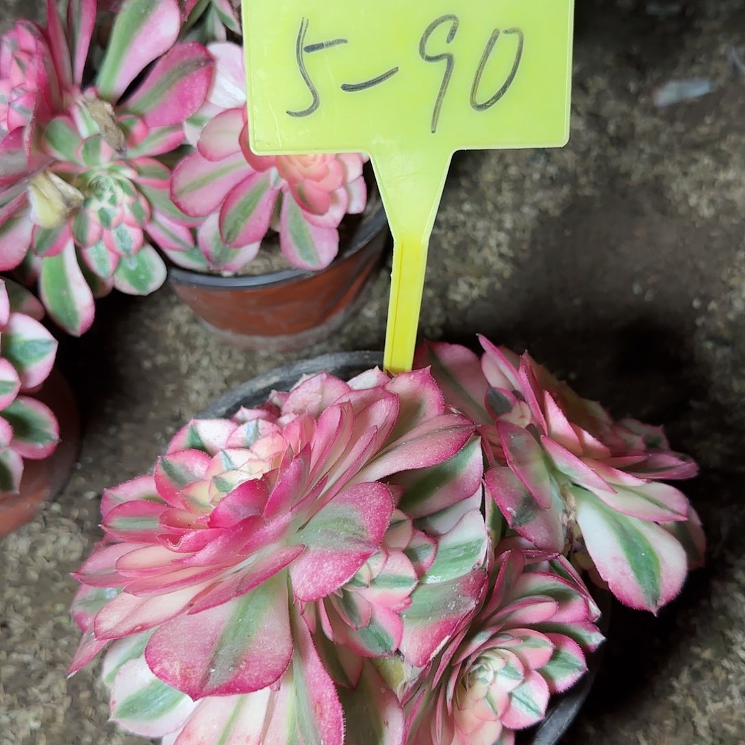 5-90---多头多肉植物