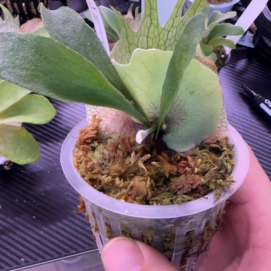 超刺雷电鹿角蕨鹿