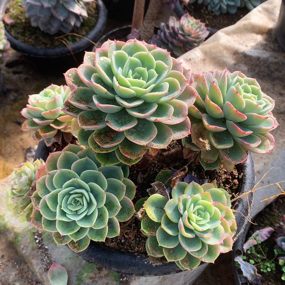 哈密瓜多肉一物一拍