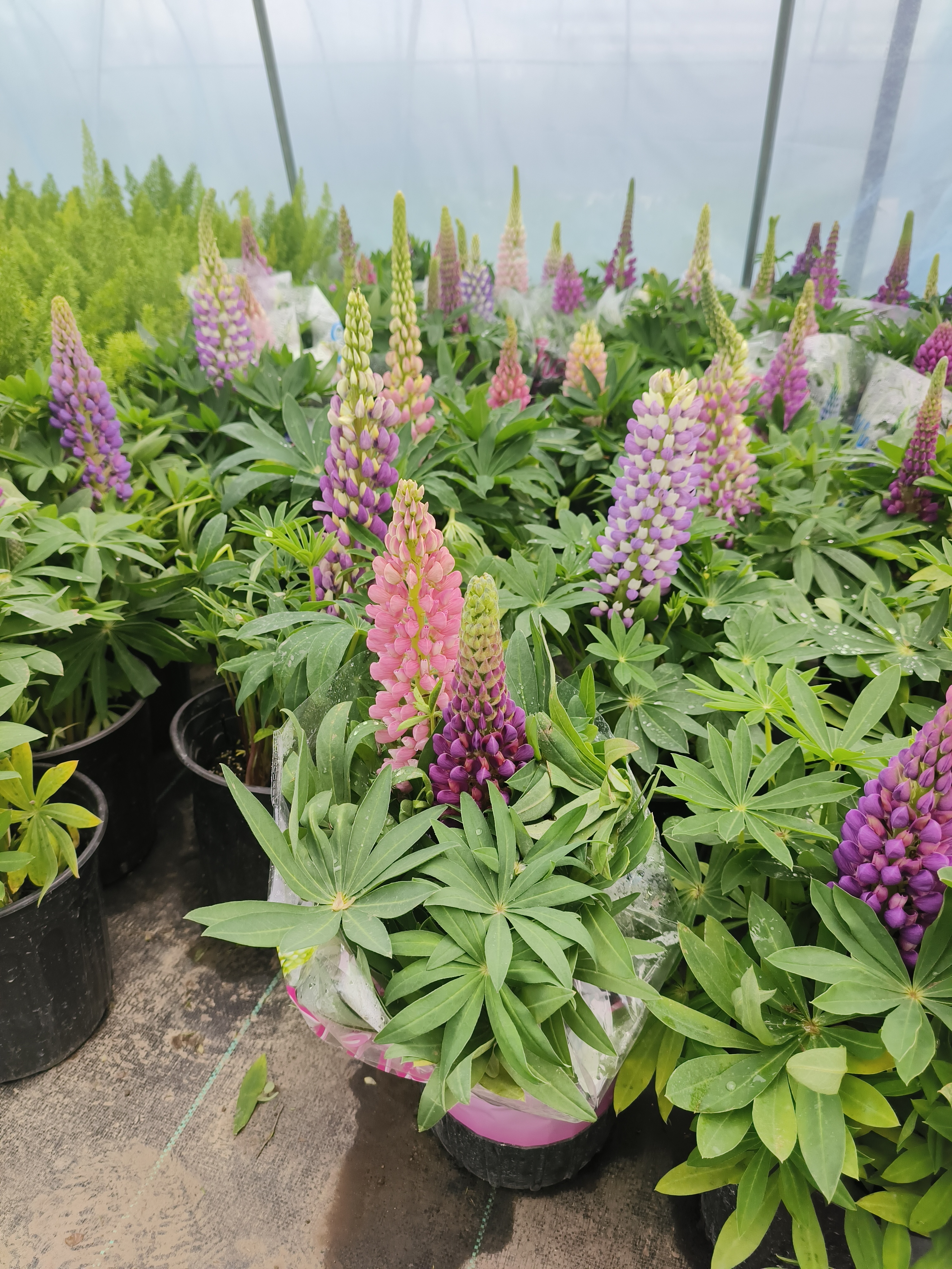 花园庭院植物羽扇豆鲁冰花花苗庭院耐寒植物春季盆景开花