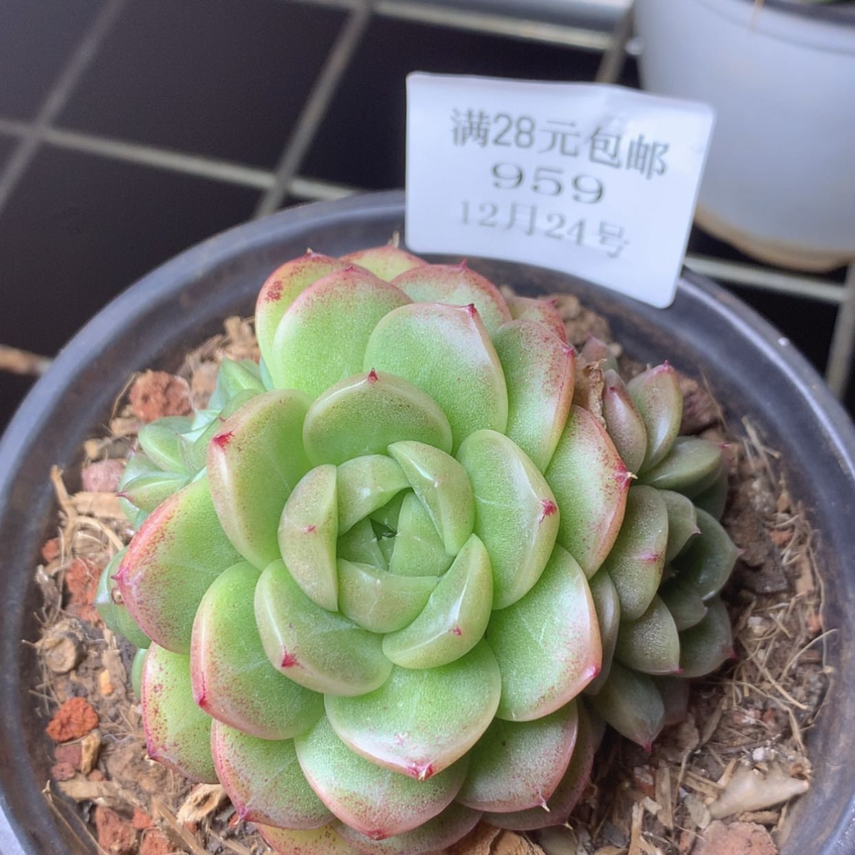 【闪购商品】云959号麦秆