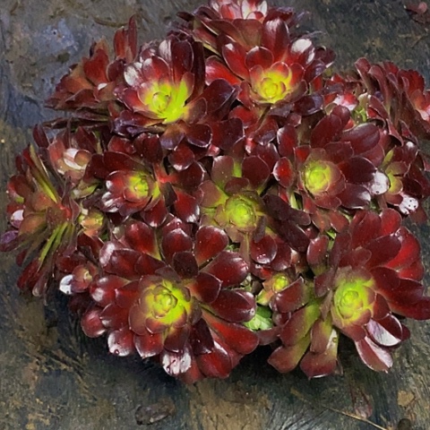 孤**赏满江红老桩绣球法师212