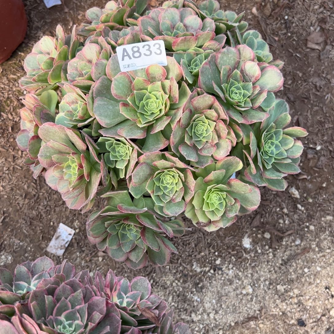  833奶白多肉植物法师多肉