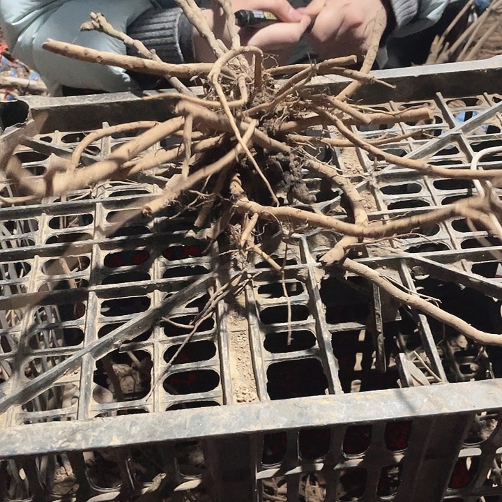 完全开放牡丹花开