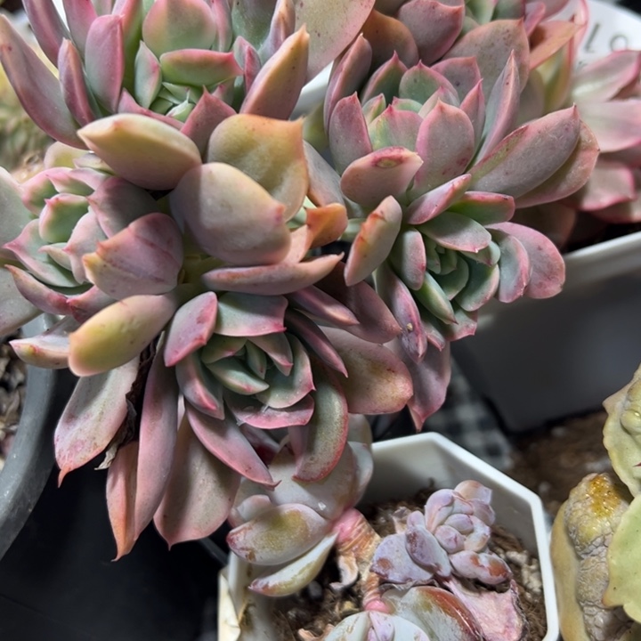 绮罗锦多肉植物量