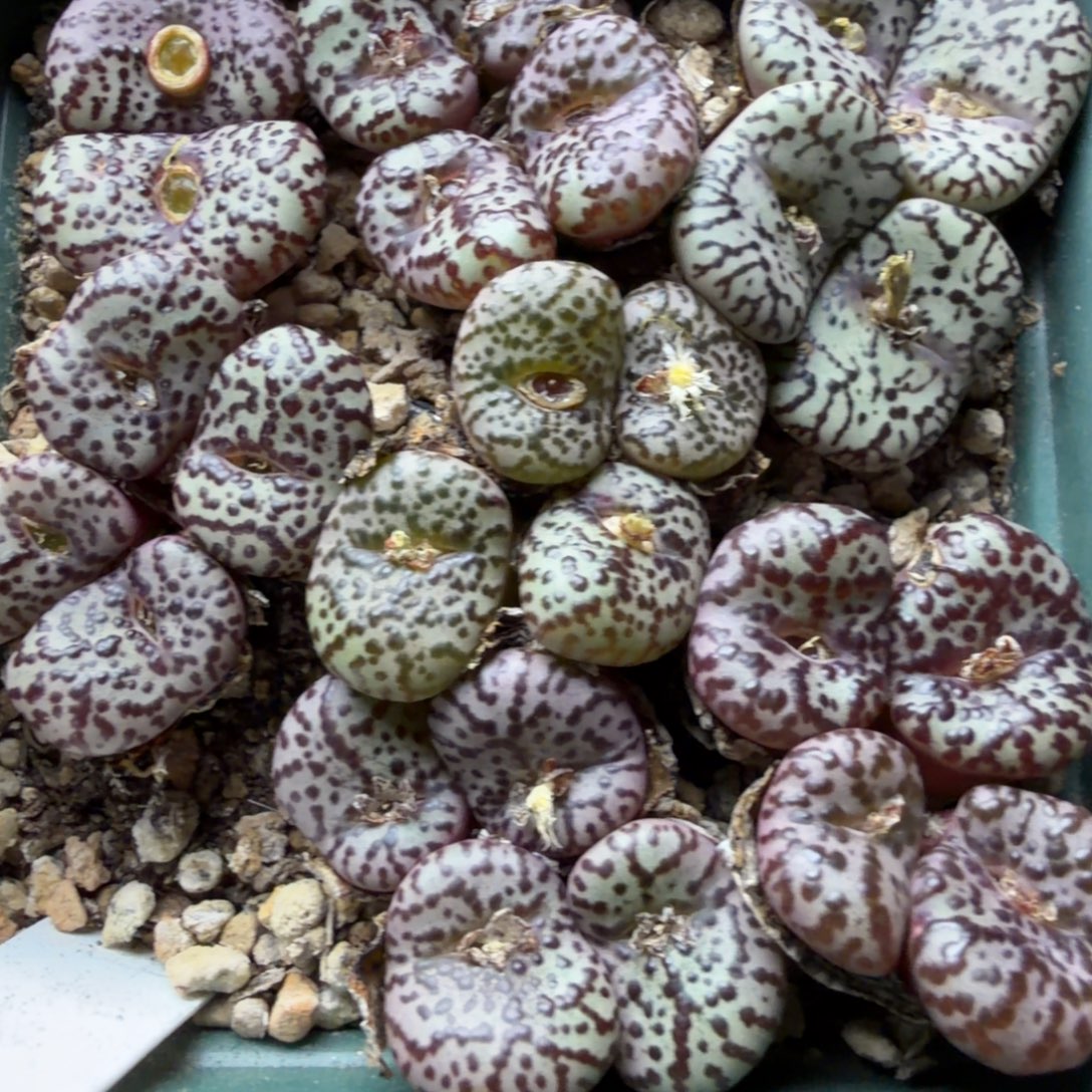 wc母本一盒福利482号