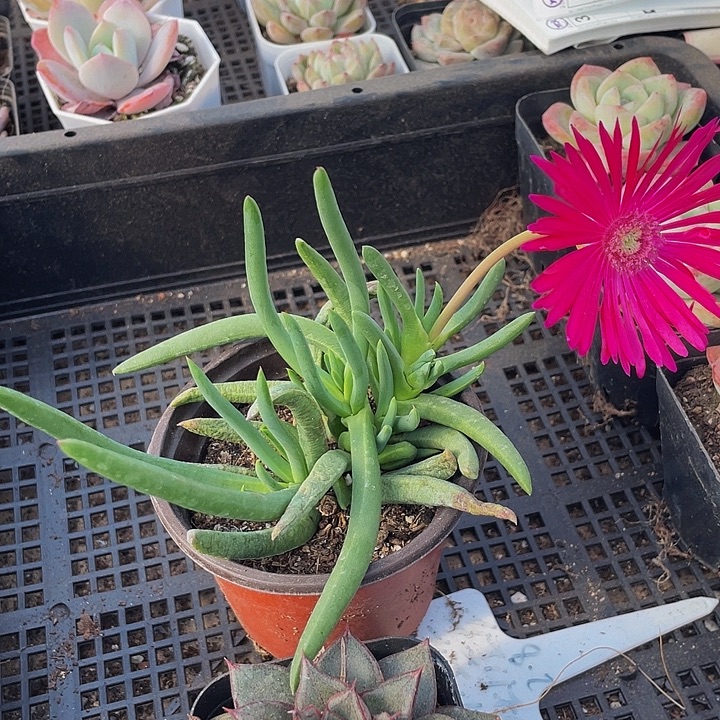 大奔龙带盆土发货