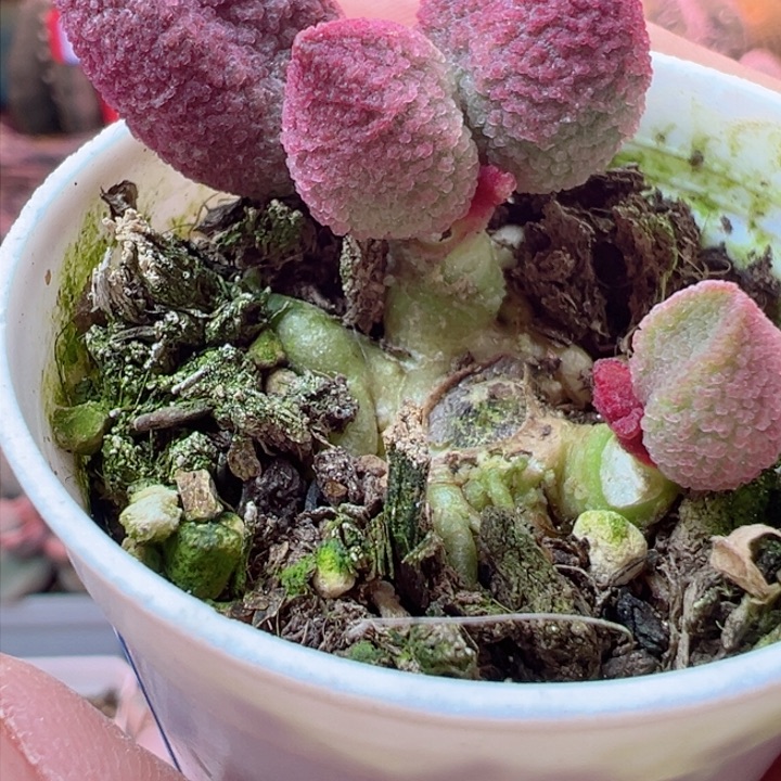 岁**浅恭喜发财哈哈哈哈哈