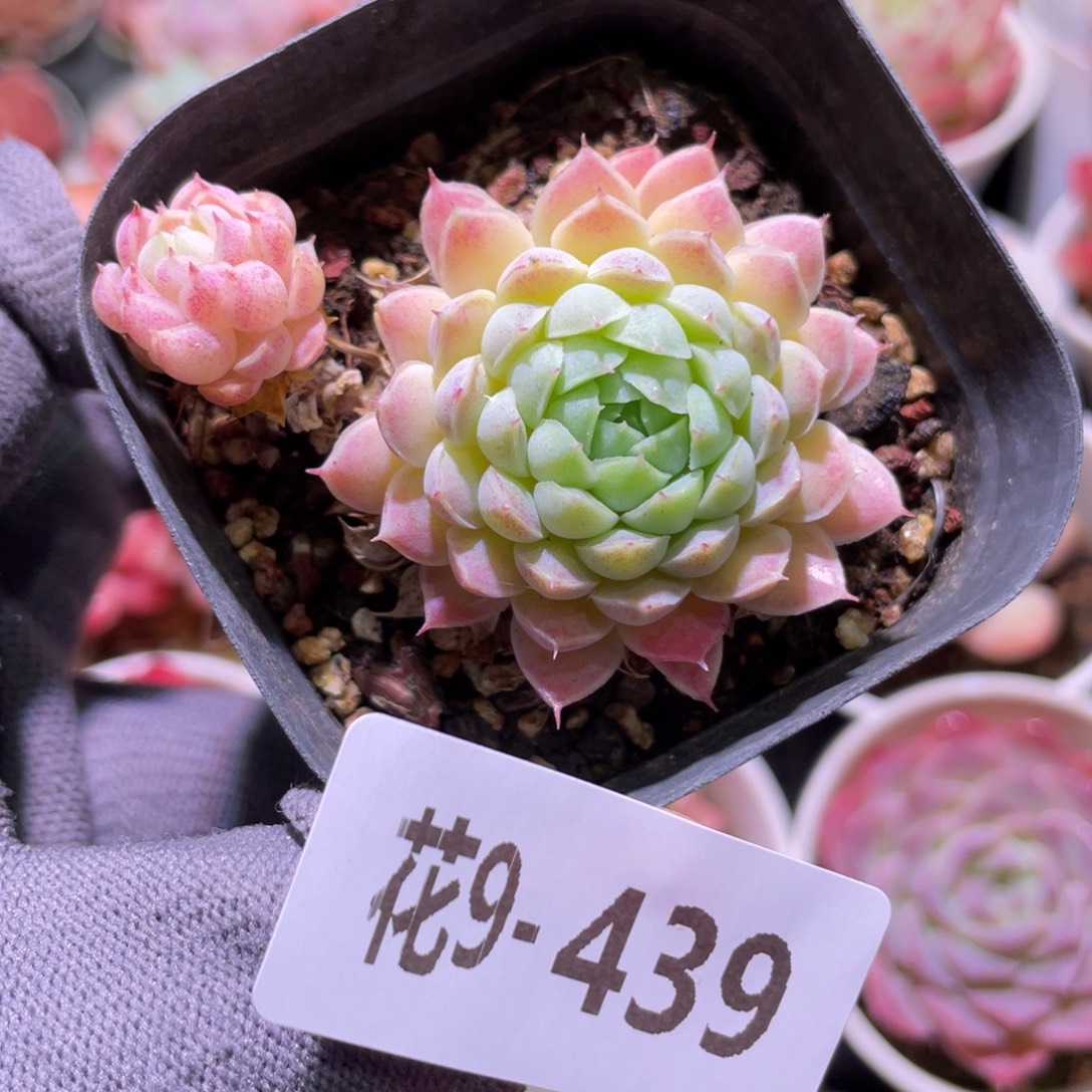 花利美9-439羊脂球