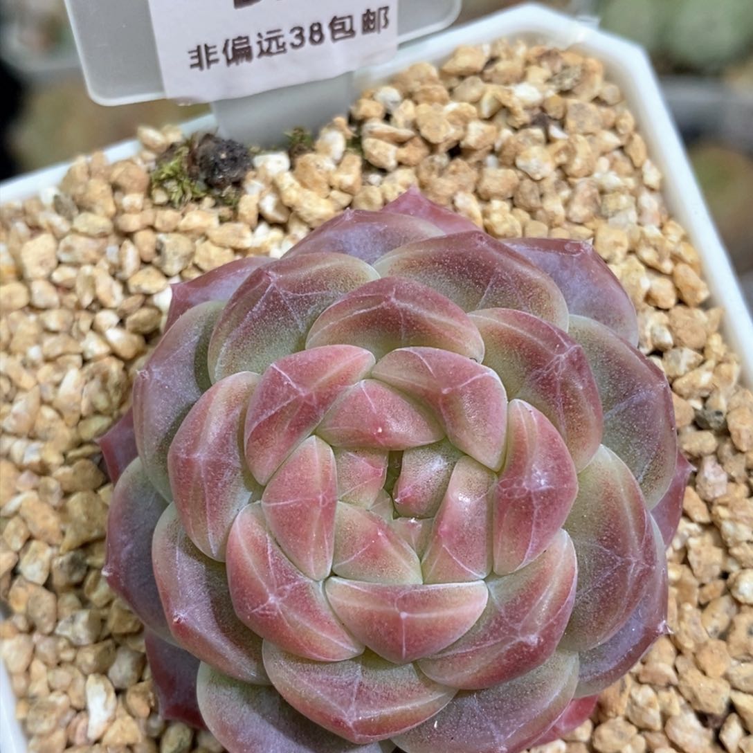50东篱下多肉植物盆栽
