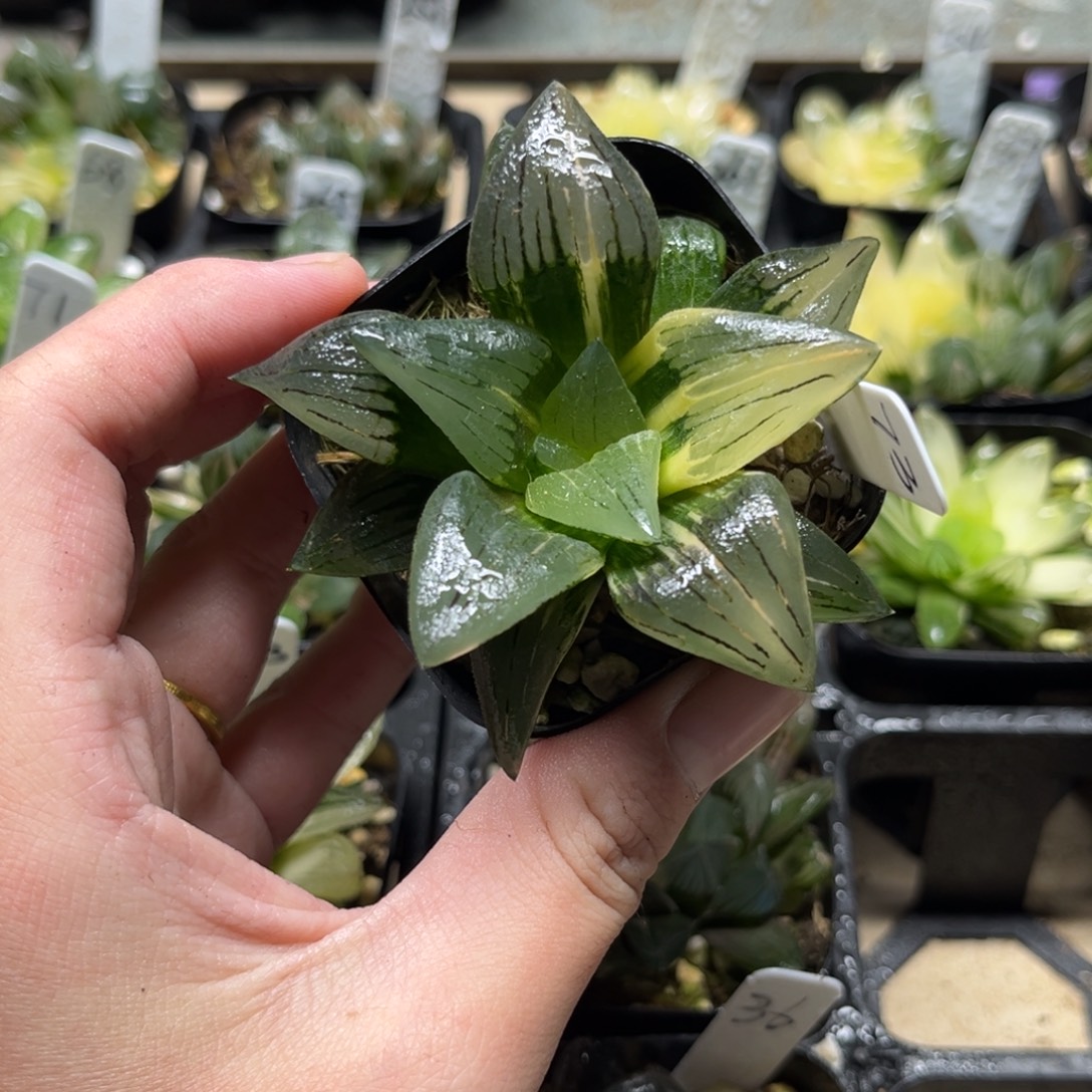 73红纹寿锦一物一拍