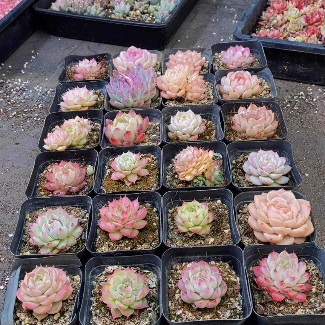 237多人在一起的时候就这样吧