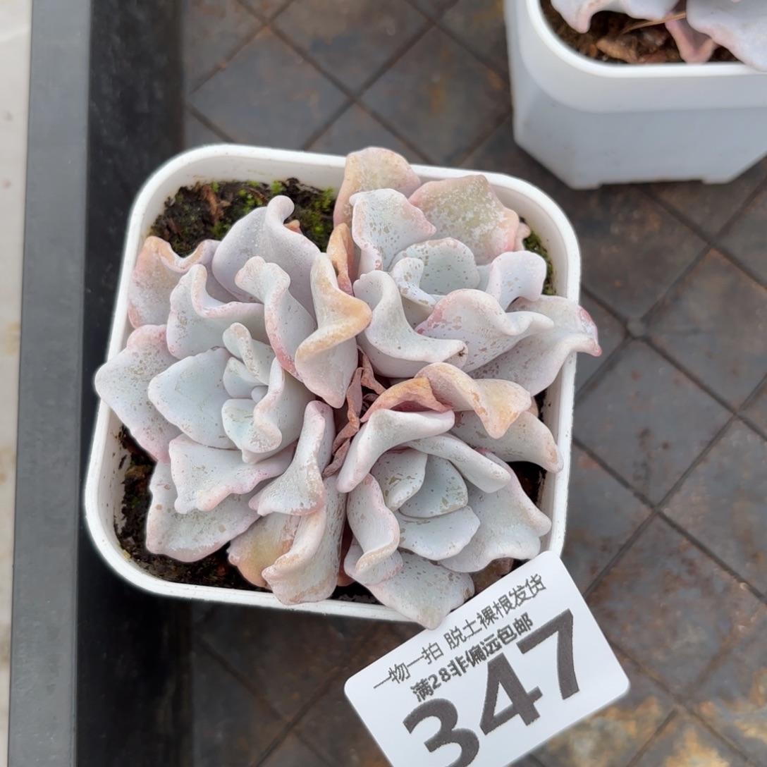 芭蕾舞者无盆土发货