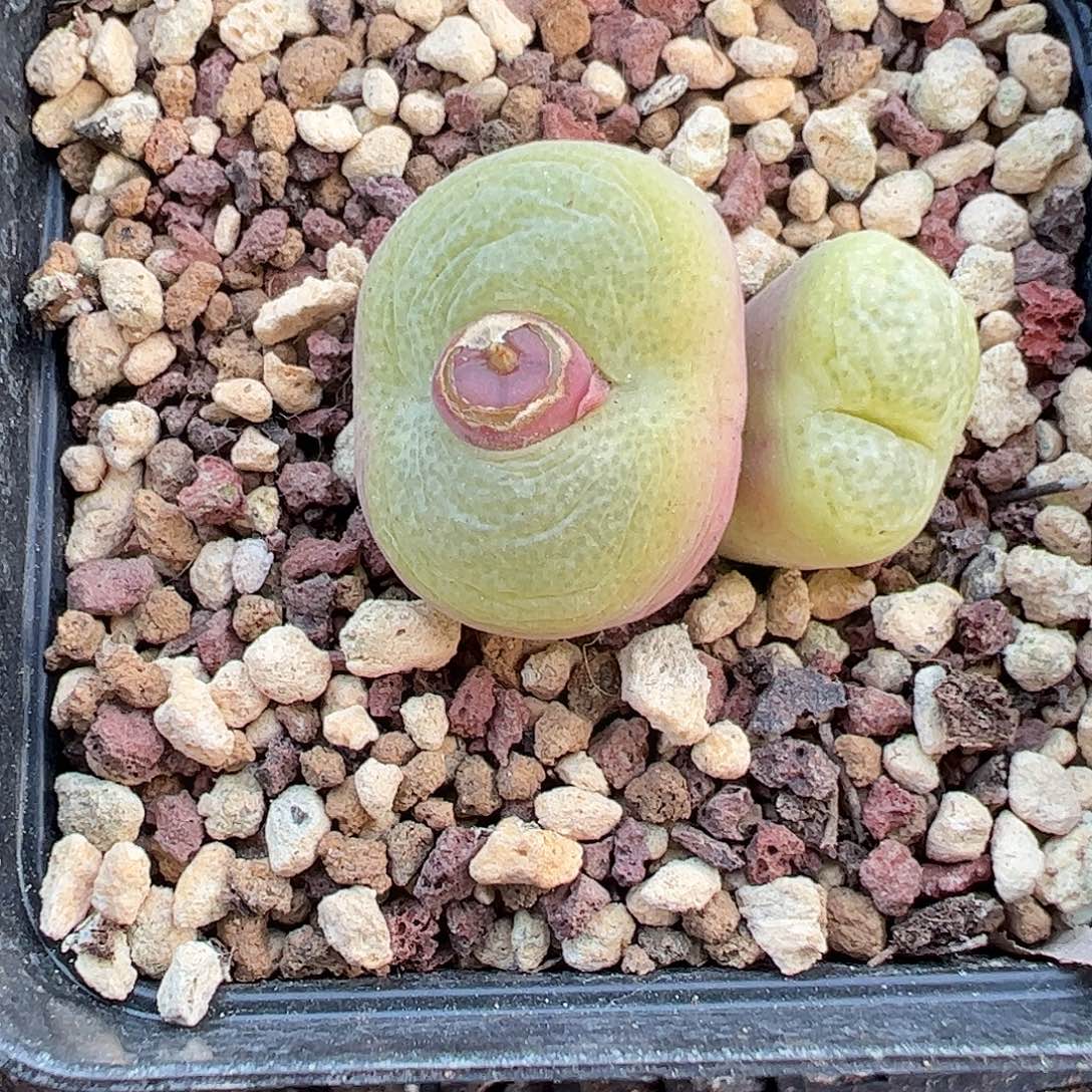 一物一拍脱土发。 823