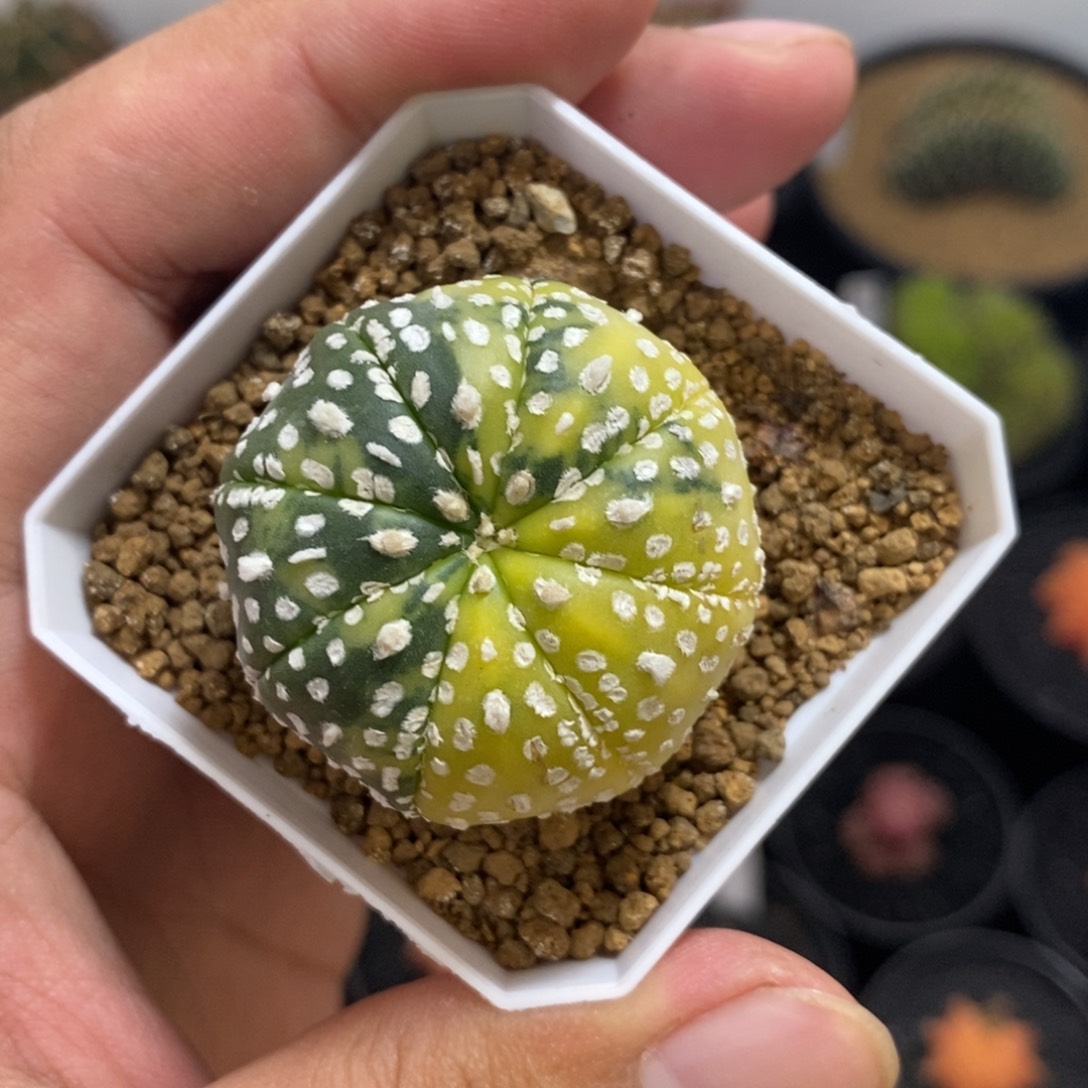 雪花兜锦——带盆土发货