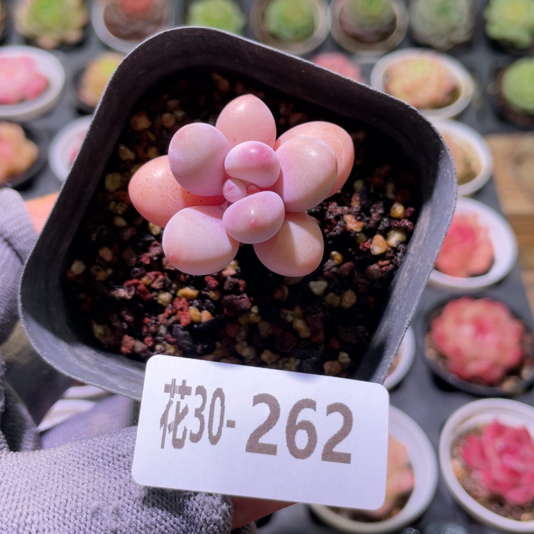 花利美30-262桃蛋