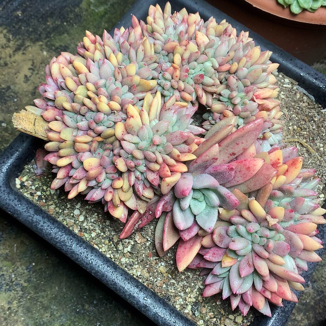 桃花源缀一物一拍