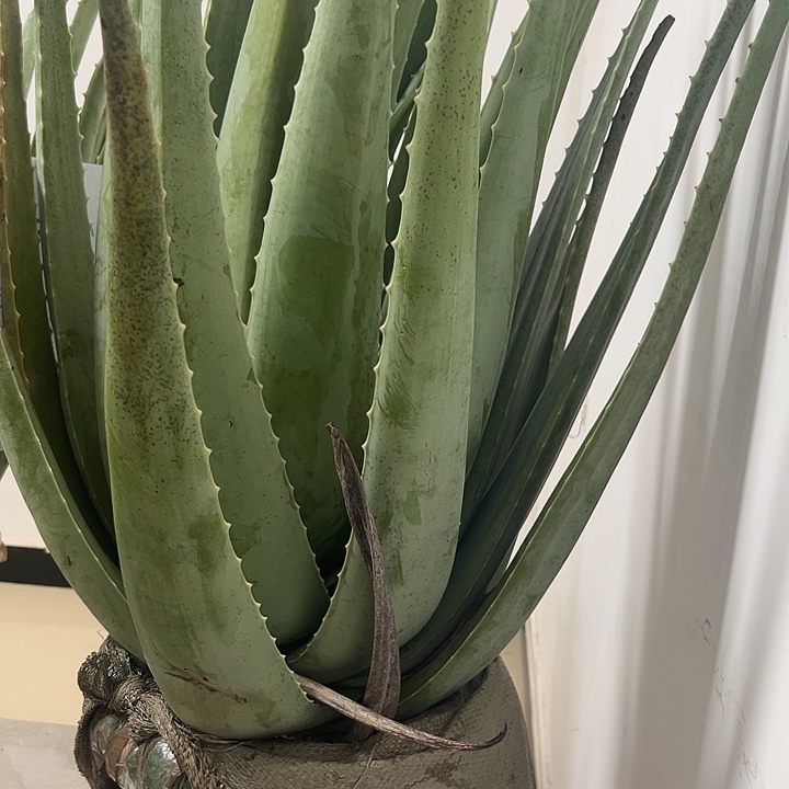 无花朵整颗30斤重库拉索芦荟