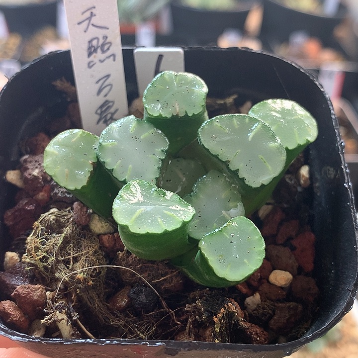 6号天照万象带盆土