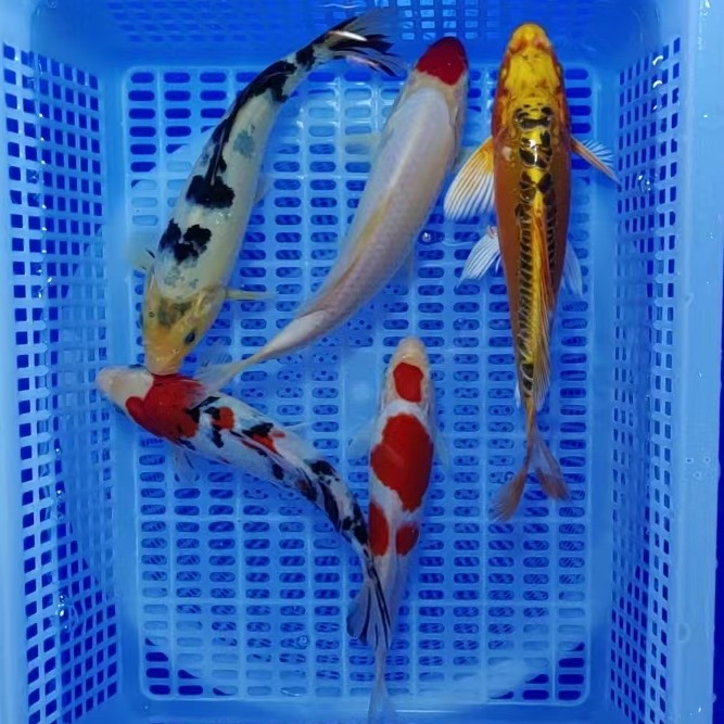 锦鲤活鱼观赏鱼纯种冷水鱼淡水鱼好养耐活花色多样招财鱼9条