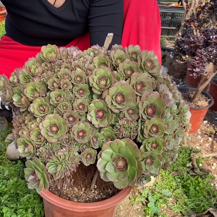 徐****包103万缀化朵朵老桩