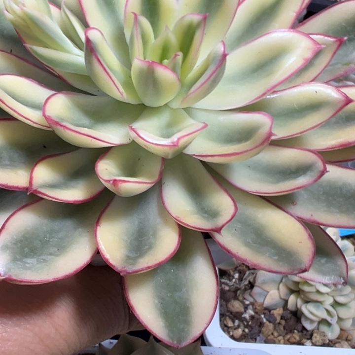 红花女王锦多肉植物370