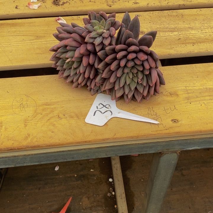 在家干的话把衣服带