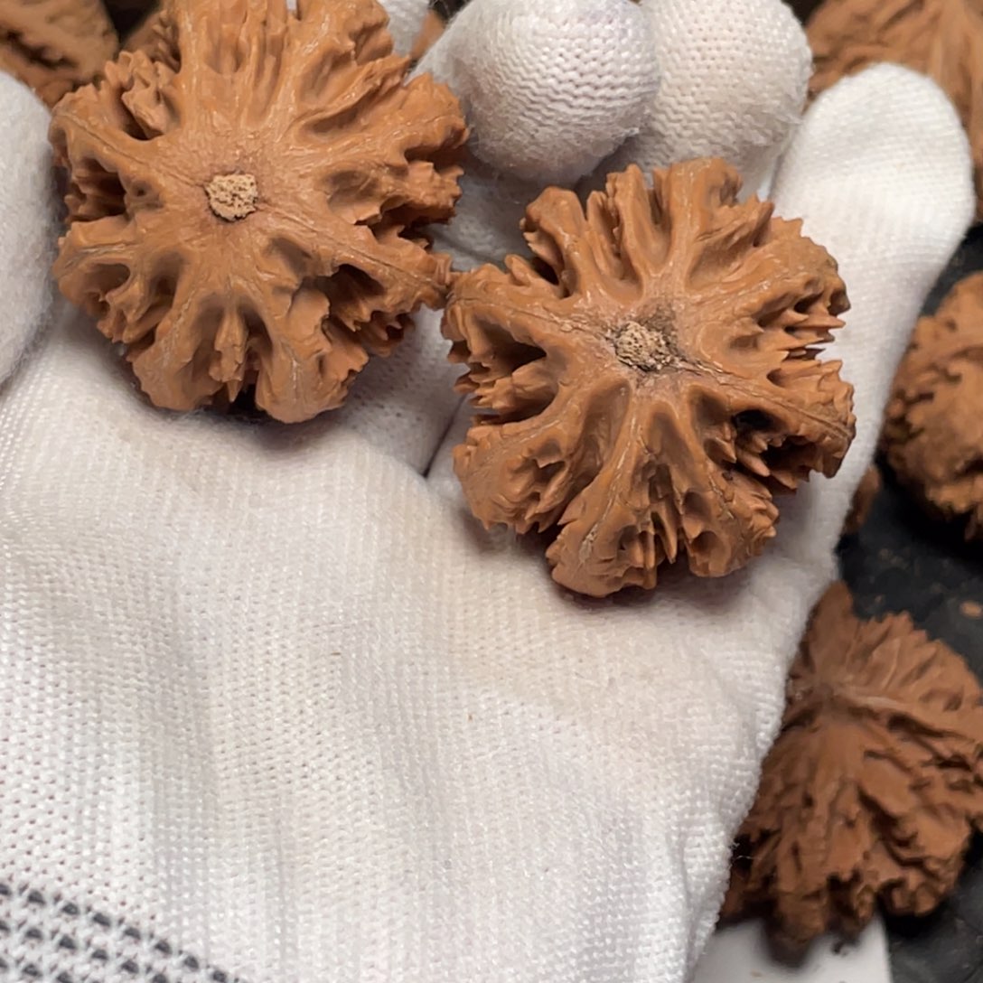 ﻌ***）桃核吊坠9 秦岭灯笼野生小众