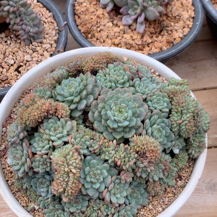 白胖子盘龙满天星潜力股